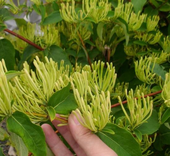 佛山菊花种植基地