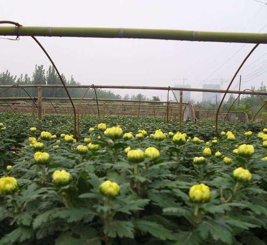 浙江菊花种苗基地