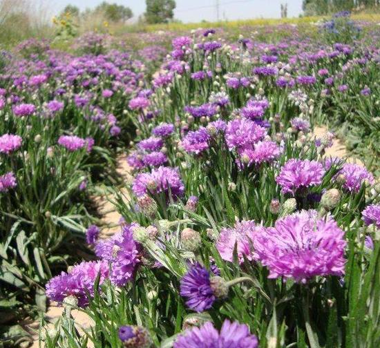 芜湖菊花种植